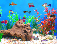Download Fish Tycoon