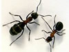 Ant Arena