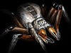 Arachnid Wars 1.5