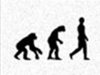 Human evolution
