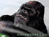 King Kong Jump