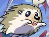 Porcupine Pop