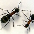 Ant Arena