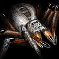 Arachnid Wars 1.5