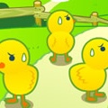 Chick Walk