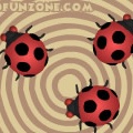 Crazy Ladybugs