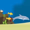 Dolphin Olympics 2