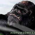 King Kong Jump